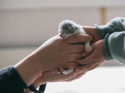 Best Cat Names by Breed: Choose the Perfect Name for Your Cat