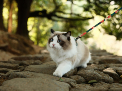 Train Your Cat with Confidence: Simple and Effective Essentials