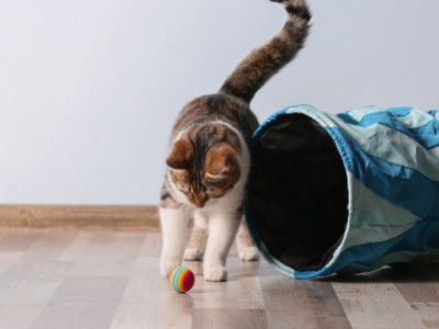 How to Keep Your Indoor Cat Happy This Winter