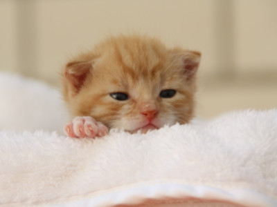 The Ultimate Cat Name Quiz: What’s the Perfect Name for Your Feline Friend?