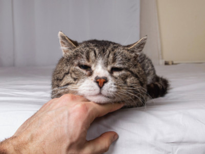 Is Your Cat Home Alone More This Summer? Signs of Cat Separation Anxiety and What to Do