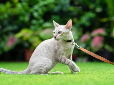 Can You Walk a Cat on a Leash?